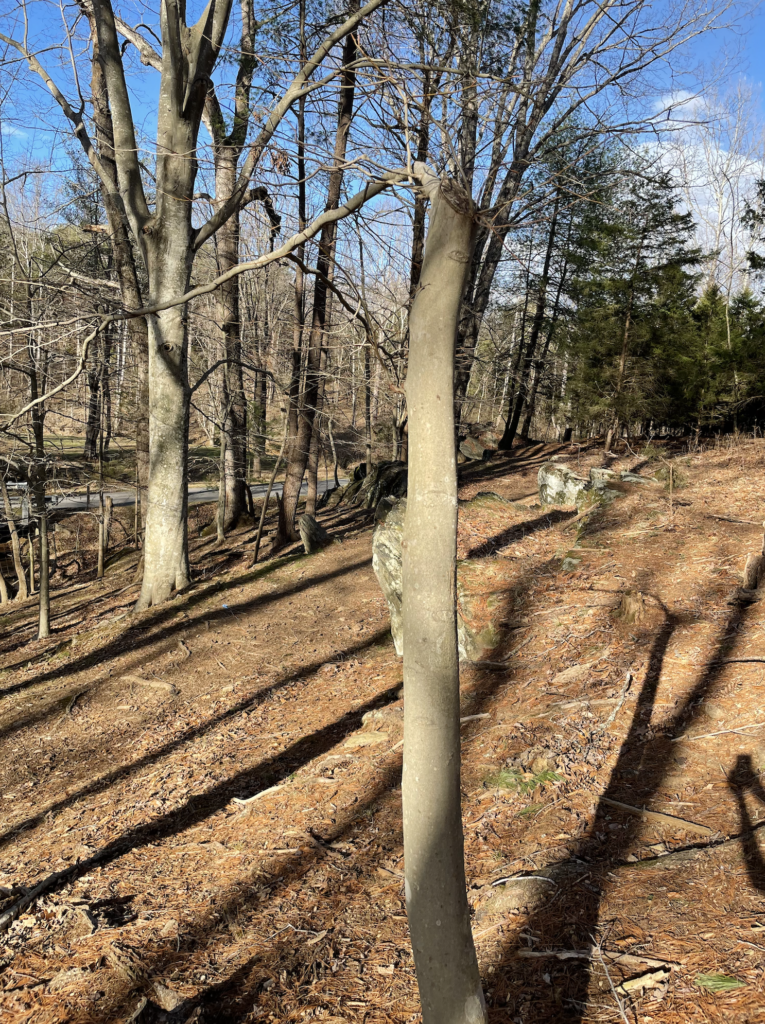 Saving the Beech Tree