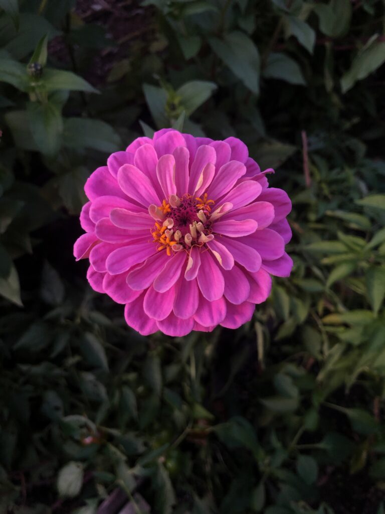 Pink Zinnia