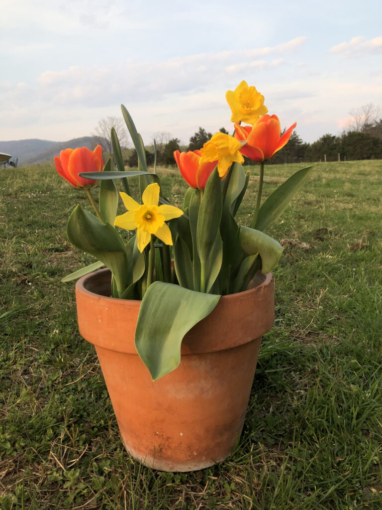 Yellow daffodils