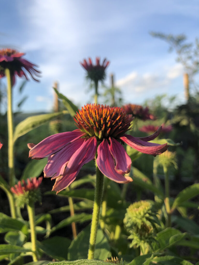 Echinacea