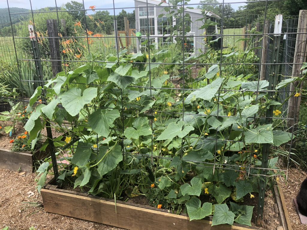 Container gardening is a wonderful way to maintain various varieties of plants.
