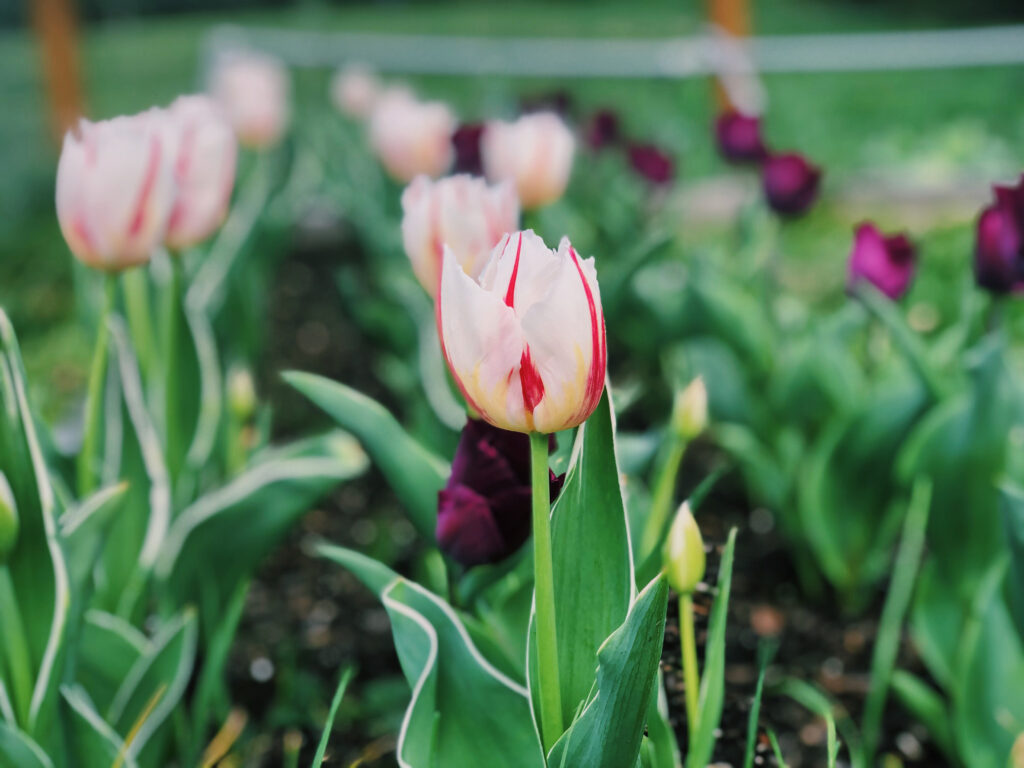 Carnaval de Rio Tulip