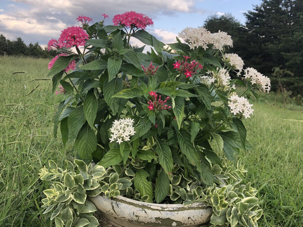 Butterfly mix pentas