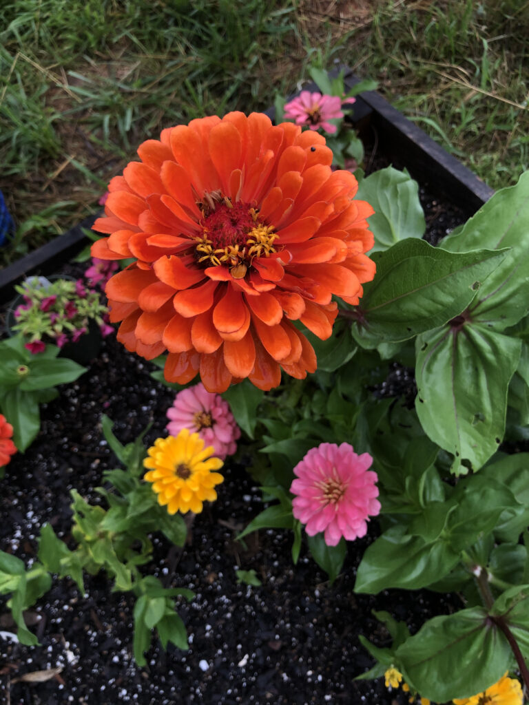 My colorful Zinnias