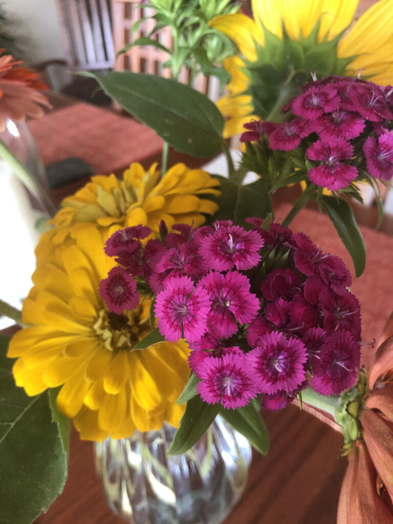 Jolt Pink Dianthus