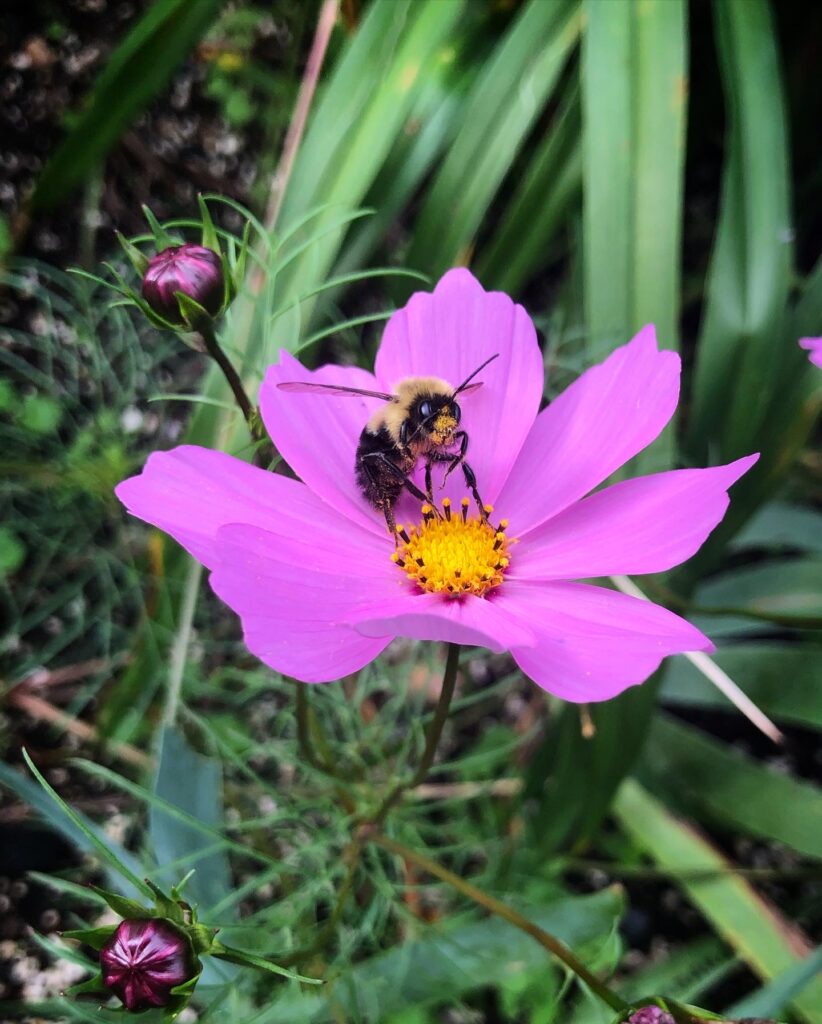 Cosmos with a pollinator