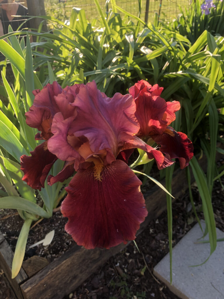 Indian Chief Iris