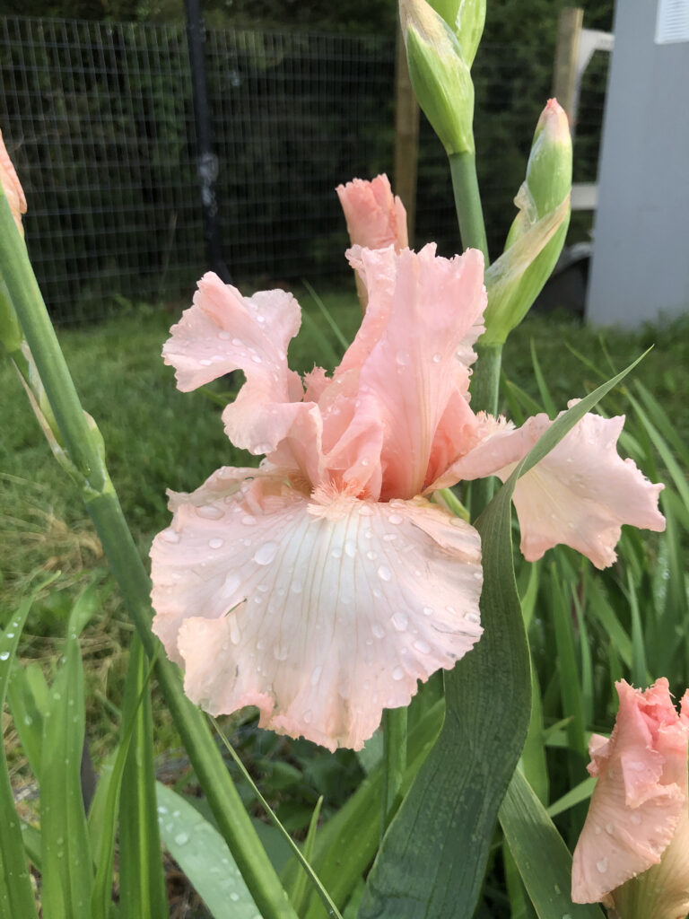 Hybrid Iris