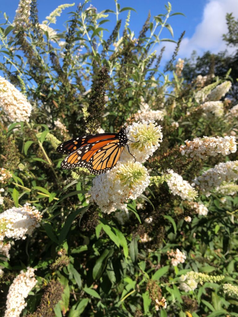 Butterfly bush