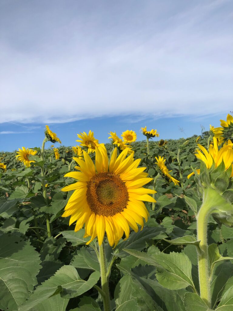 Black oil sunflower patch