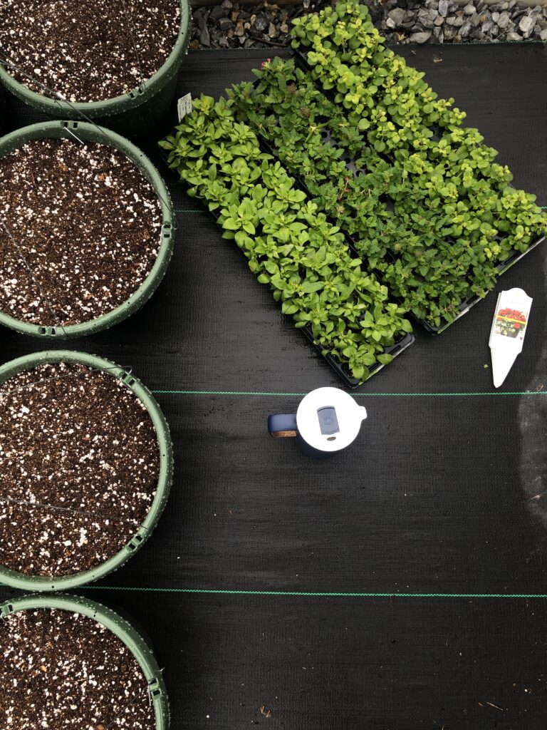 Get started gardening with seeds and seedlings
