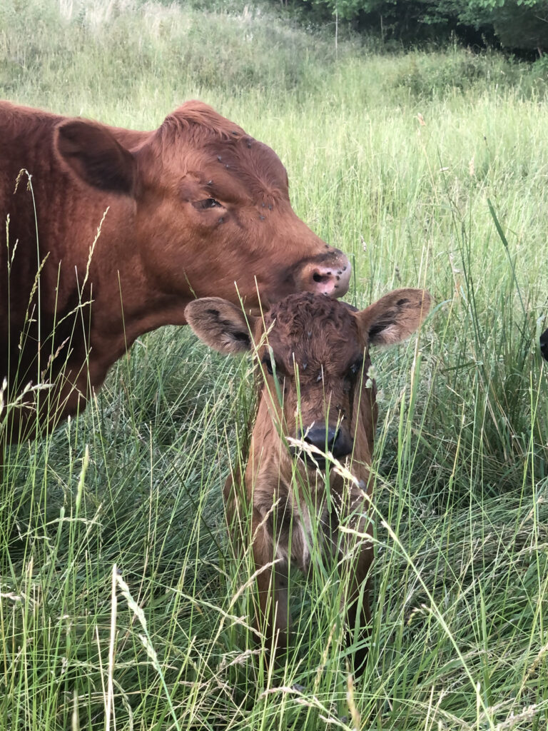 Dexter heifer and calf