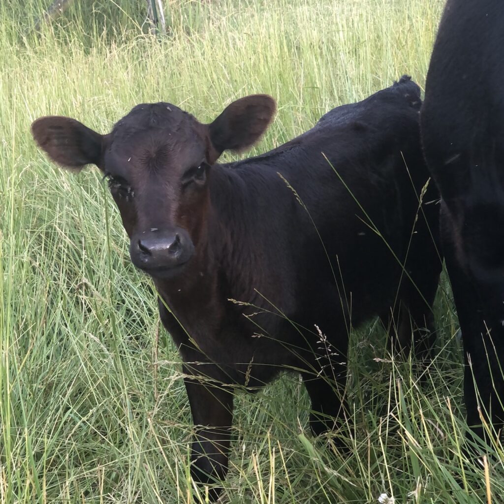 Angus calf