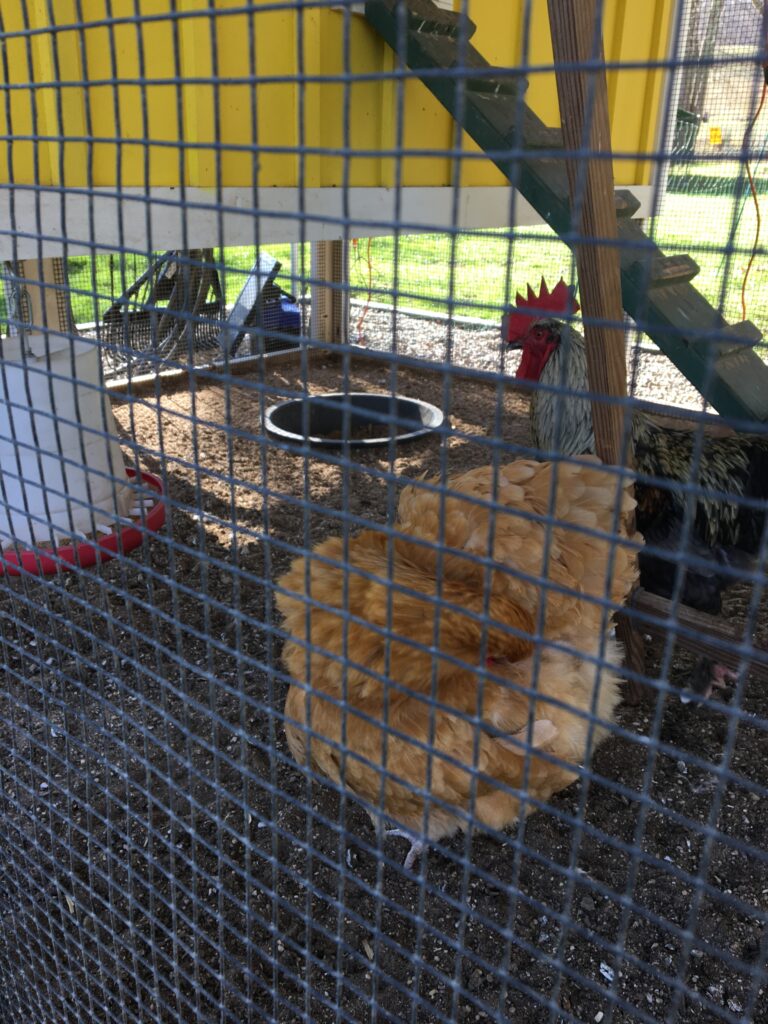 Shaded area under the chicken coop.